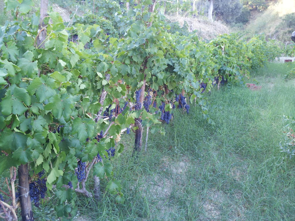 Il Giardino Di Ausonia Bed and Breakfast Ρέτζιο ντι Καλάμπρια Εξωτερικό φωτογραφία